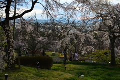 190331c宇治植物園05