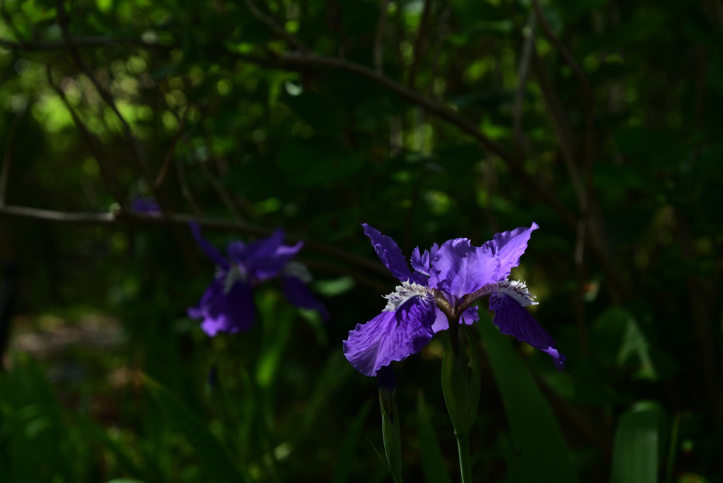 220422梅宮大社31