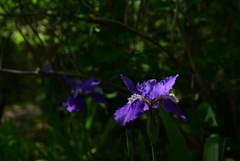 220422梅宮大社31