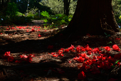 260327a京都植物園07