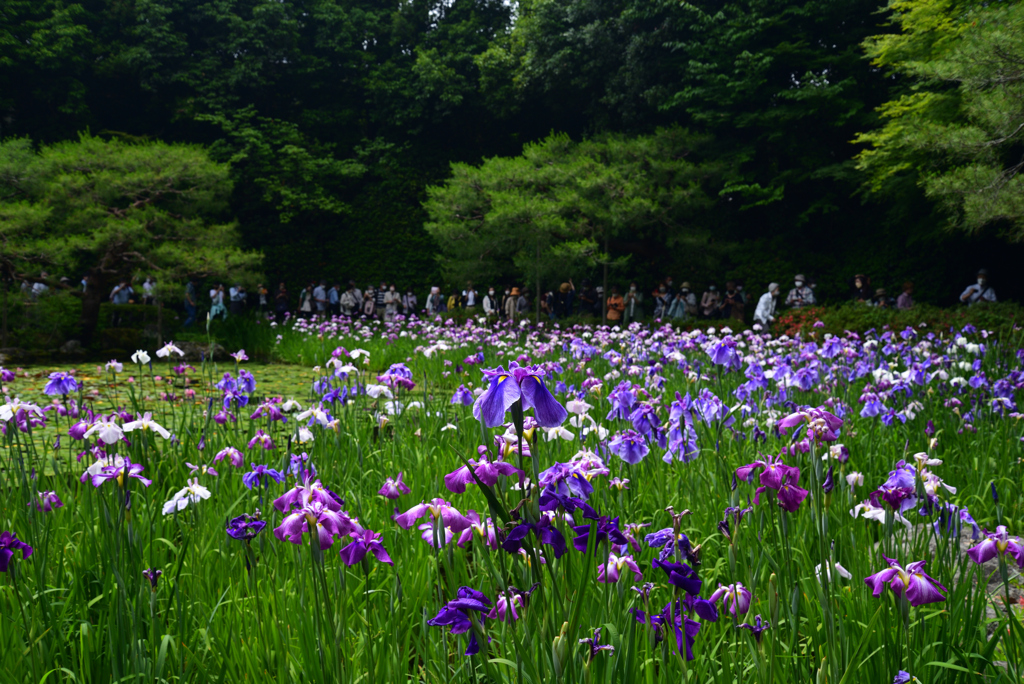 220607平安神宮37