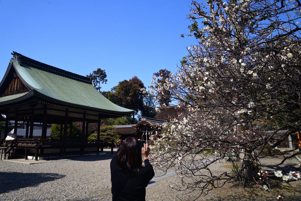 220308梅宮大社09