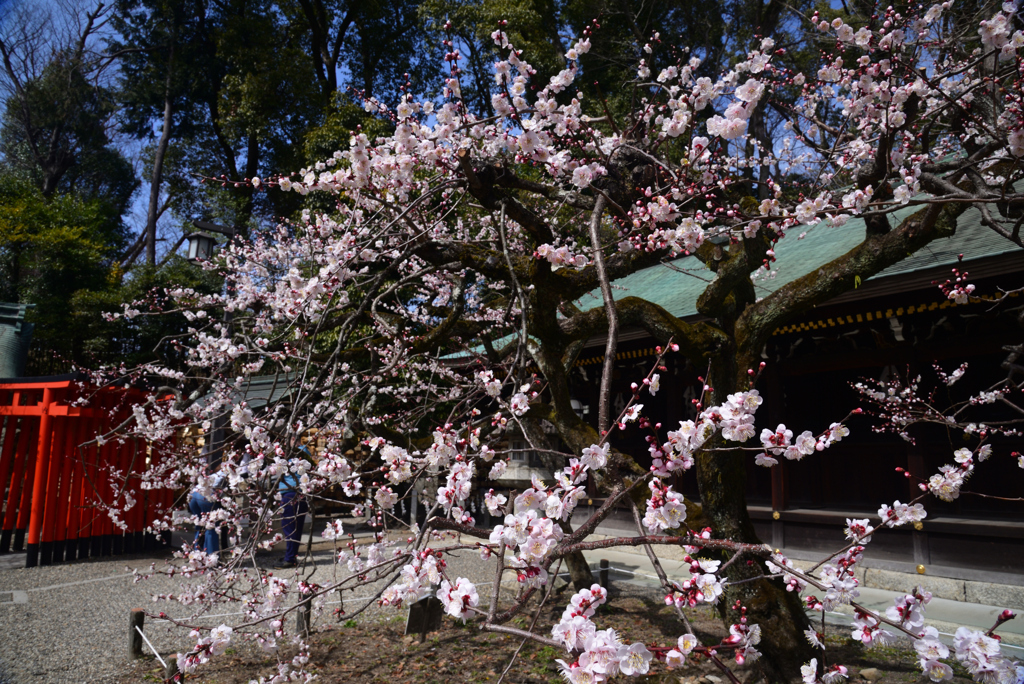 250314a北野天満宮27