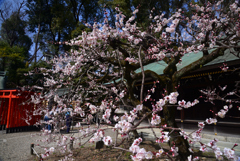 250314a北野天満宮27