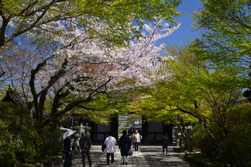 240410a石山寺48