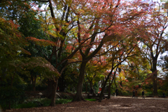 201201下鴨神社06