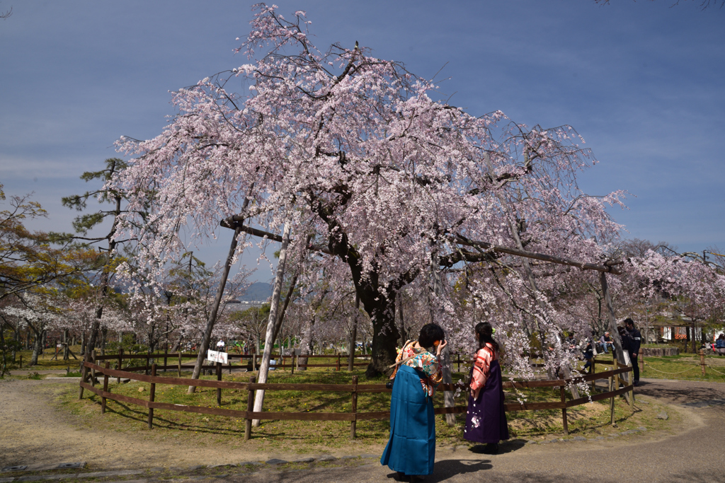 200326c円山公園57