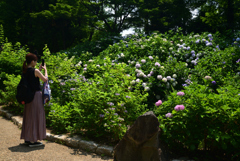 220619長居植物園22