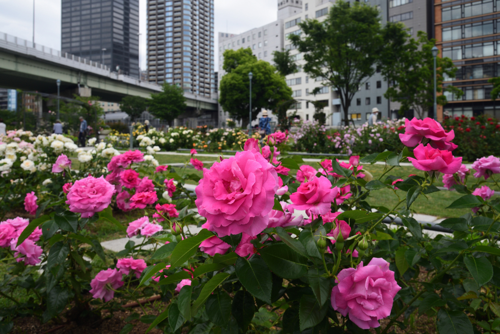 200522中之島公園41