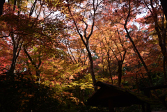 211119b祇王寺40