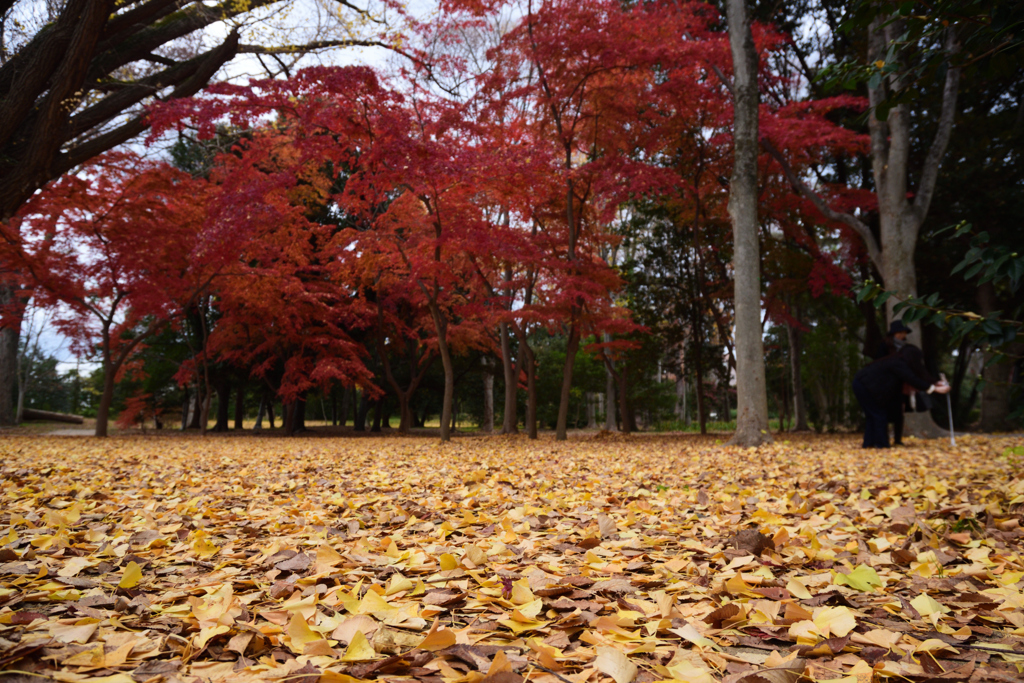 201213c京都御苑12