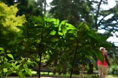 2501028京都植物園18 2501028京都植物園18