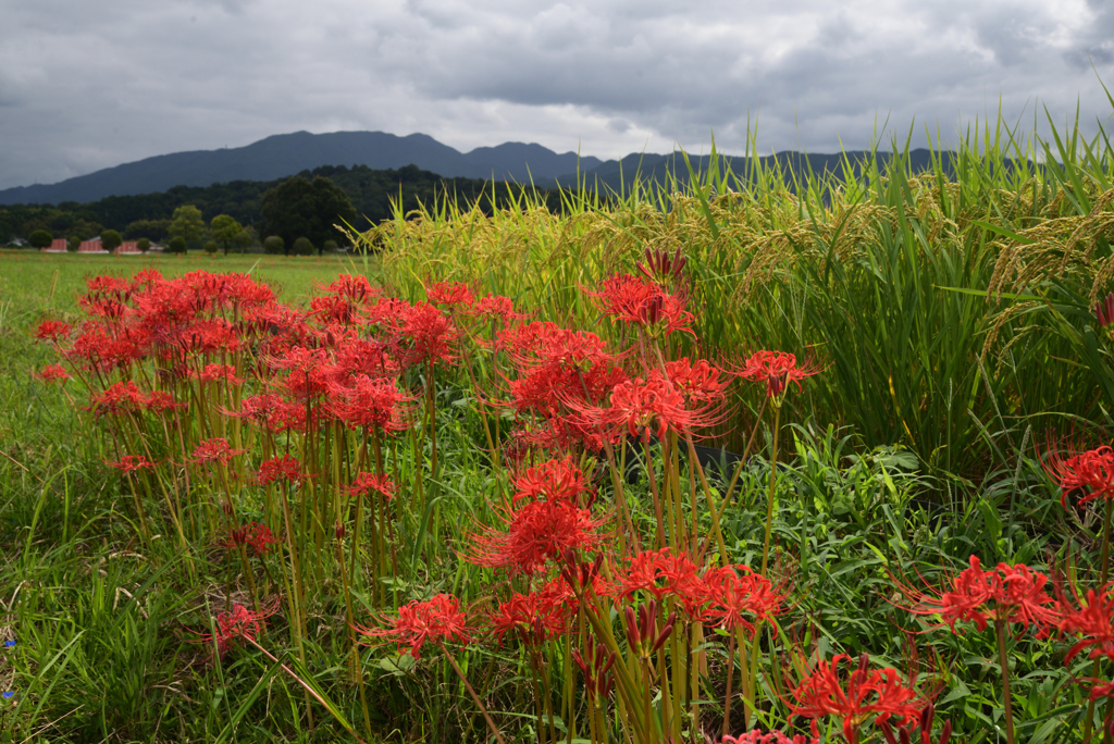 220921b藤原宮跡21