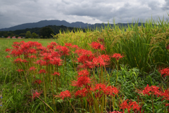 220921b藤原宮跡21