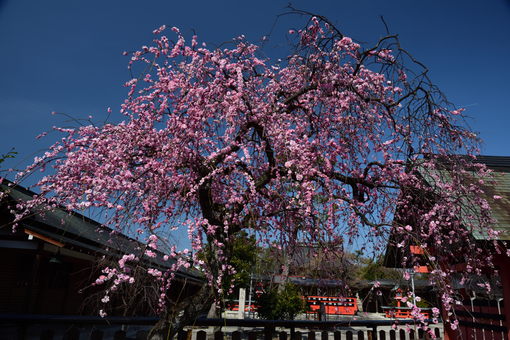 190305b車折神社13