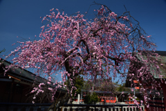 190305b車折神社13