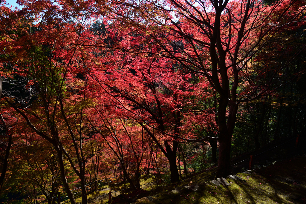 231121a善峯寺15