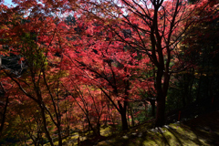 231121a善峯寺15