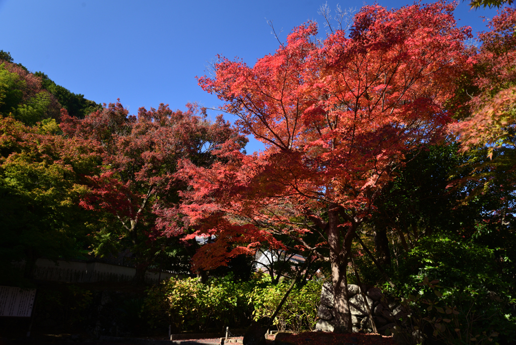 221112a久安寺59