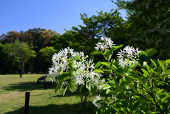 230427京都植物園40
