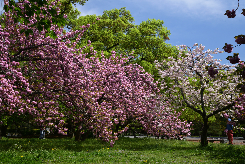 220416d京都御苑17