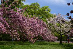 220416d京都御苑17