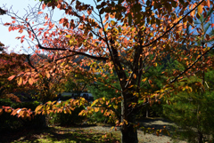 191109a天龍寺09