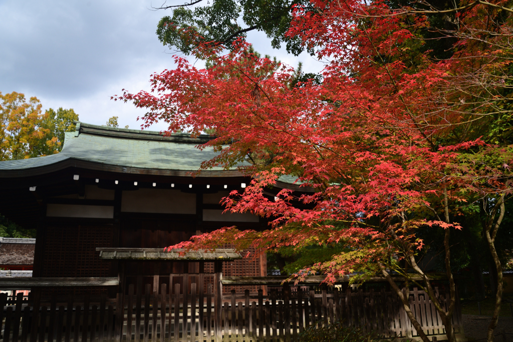 221116d仁和寺18