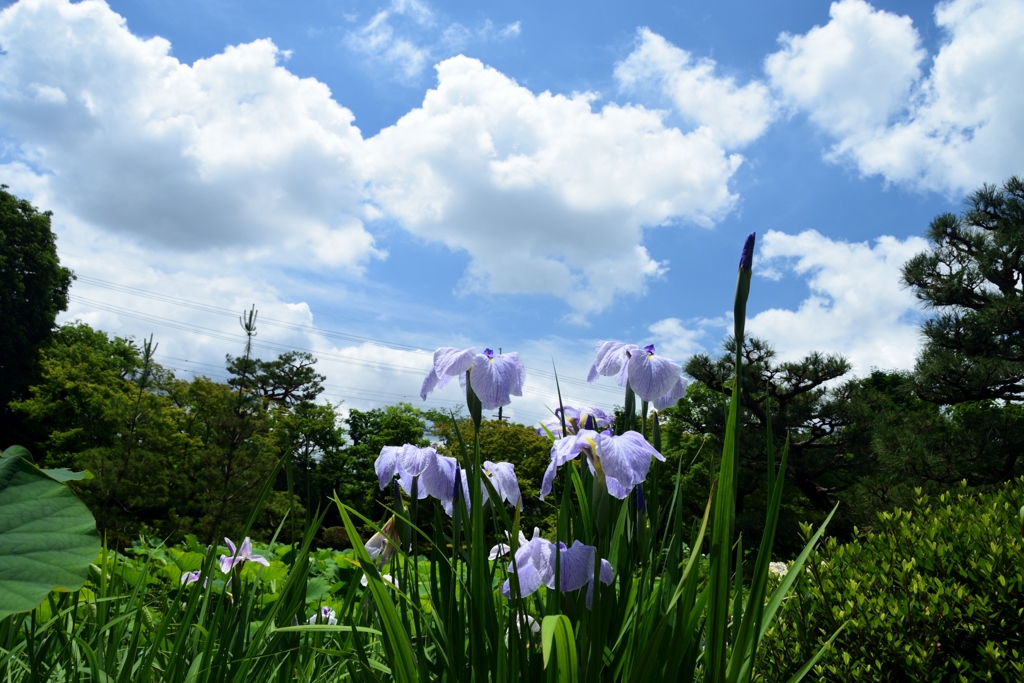 180607a法金剛院25+
