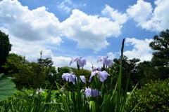 180607a法金剛院25+