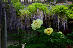 230421c石光寺50