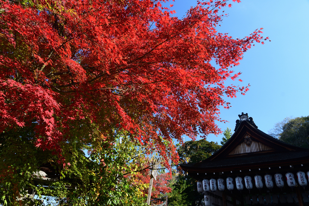 251120a粟田神社05