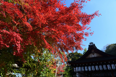251120a粟田神社05