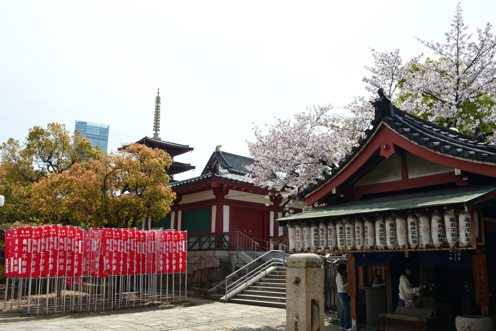 250412四天王寺29