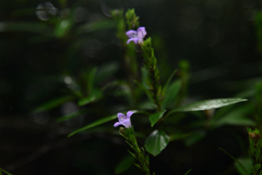 241025京都植物園29