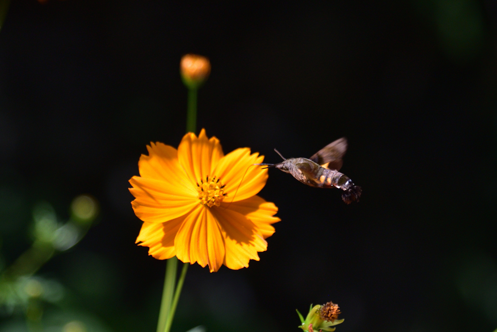 190925a明日香村岩戸21