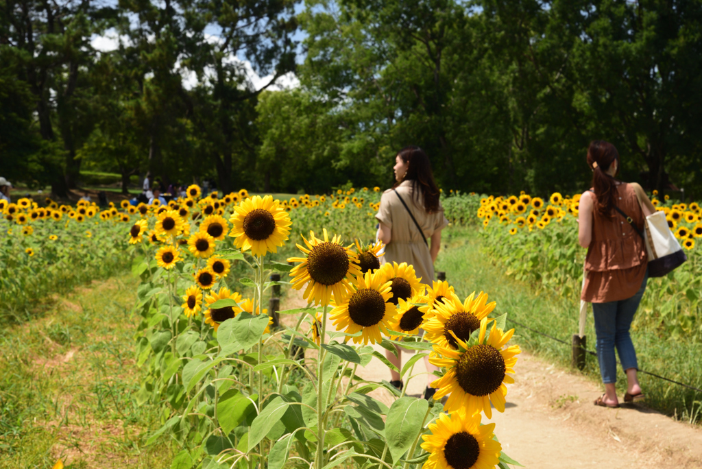 190812万博公園52