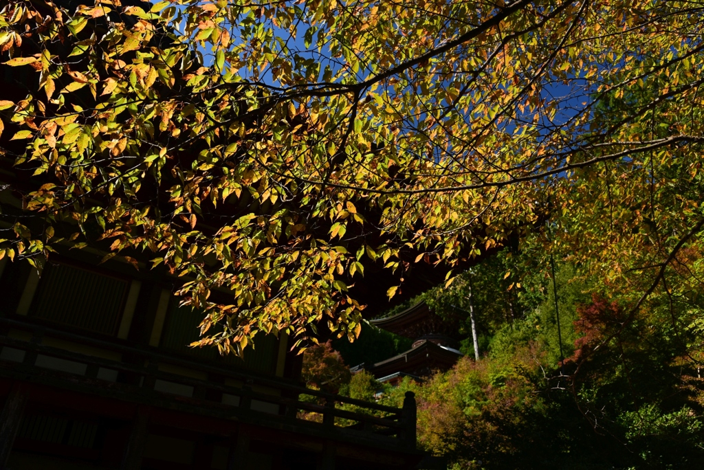 181103b神護寺29