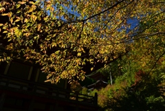 181103b神護寺29