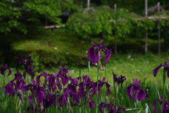 200520京都植物園53