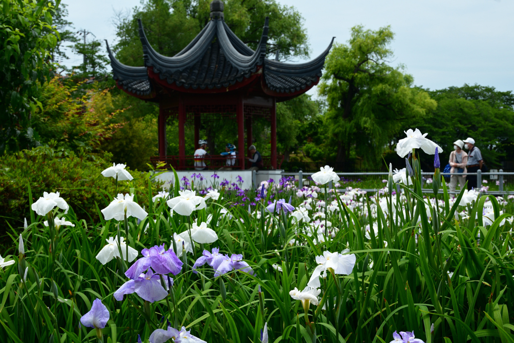 250607水月公園16