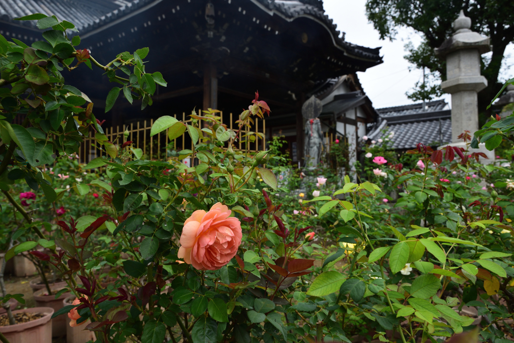 211018おふさ観音70