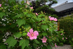 240927a妙蓮寺07
