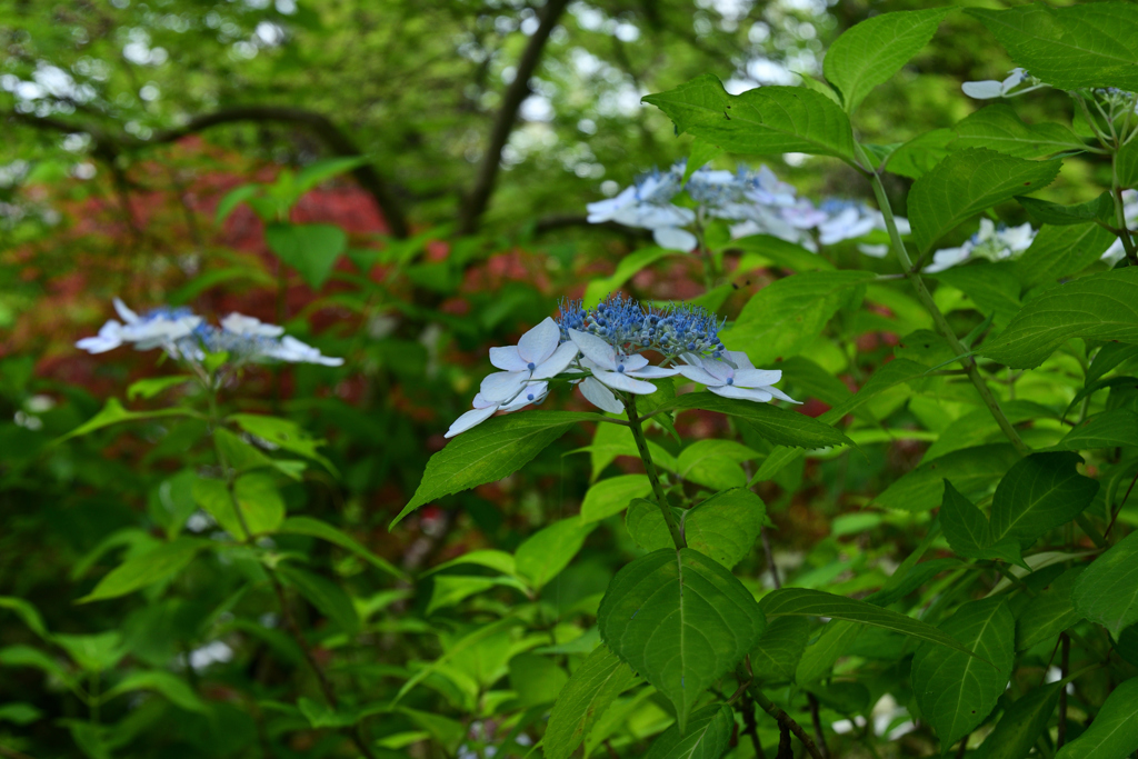 230613京都植物園25