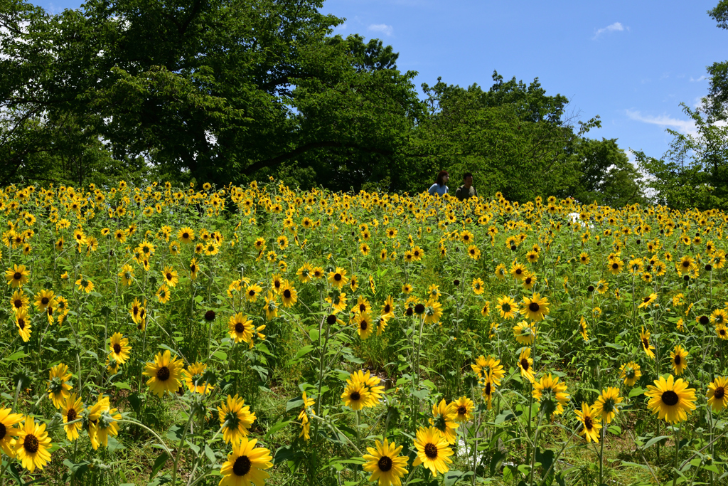 210717万博公園55
