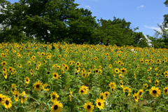 210717万博公園55