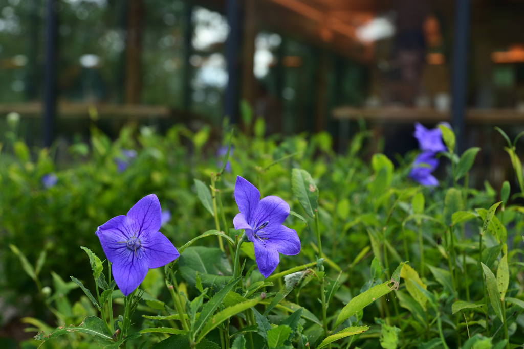 230905a京都御苑17