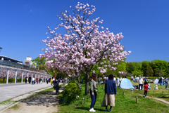 230409c梅小路公園05