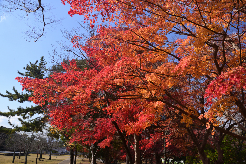 241210d奈良公園19