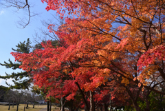 241210d奈良公園19